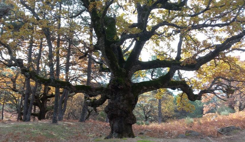 Robledal y Castañar de la Angostura (Piedralaves, Ávila)